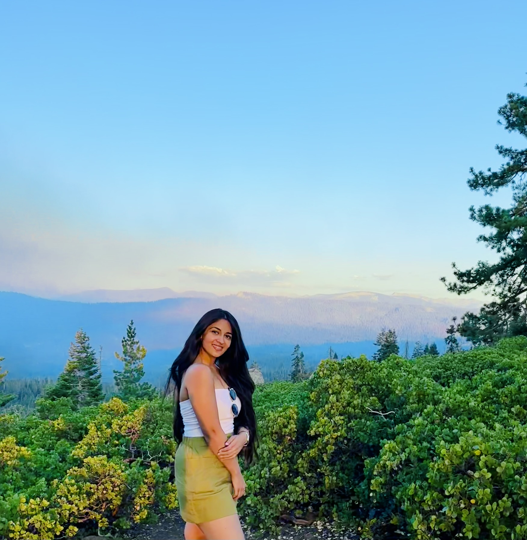 Sequoia at sunset